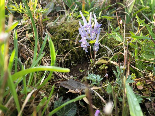 画像: 最近、見つけるとうれしいお気に入りの野の花。エンゴサク、という名前のようです。