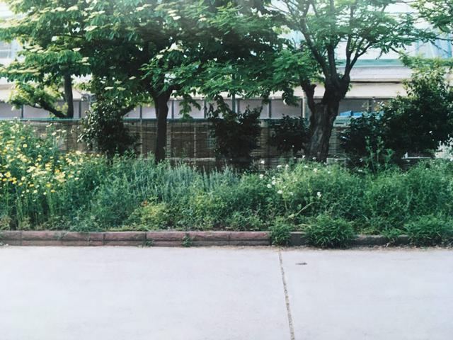 画像2: ◆カラスノエンドウ マメ科ソラマメ属