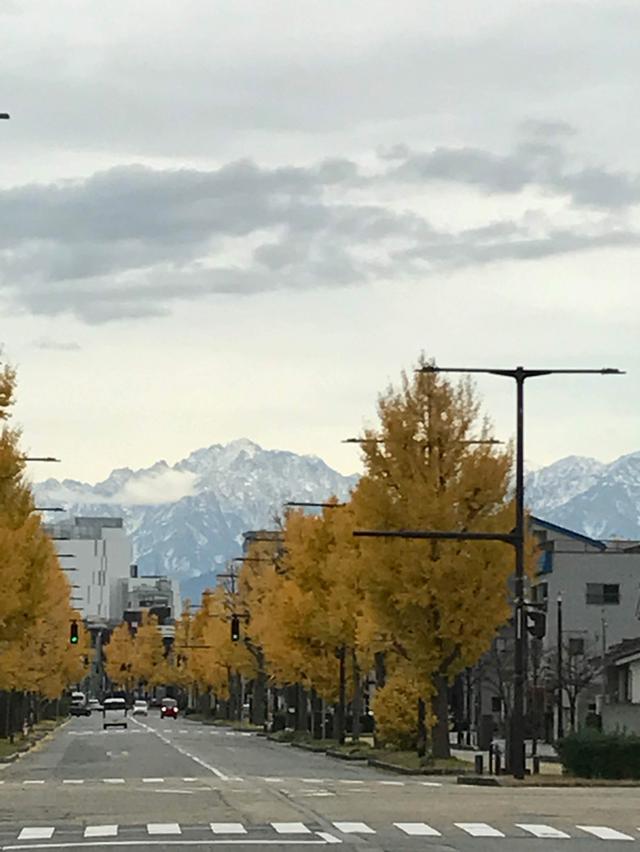 画像: 富山市内の銀杏並木と北アルプス