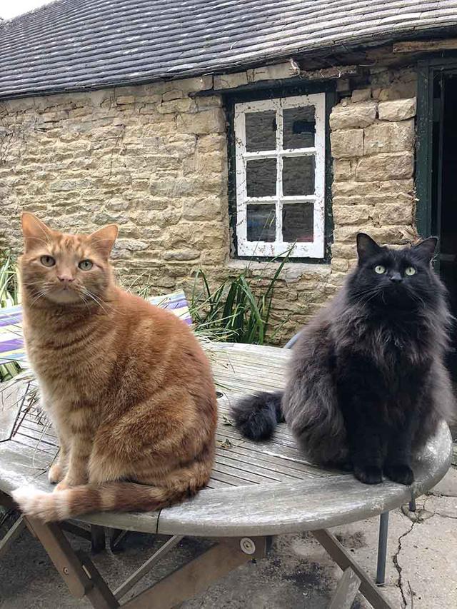 画像: 左の茶とらが甘えん坊の男の子ディエゴ、右のふさふさの黒猫がおっとりだけど社交家のココ