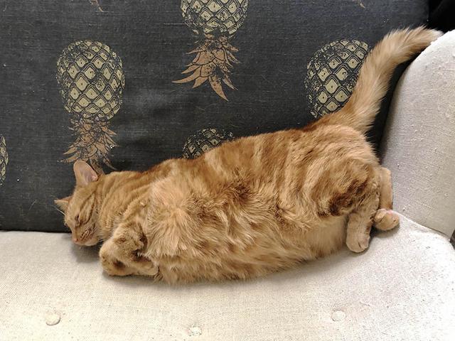 画像2: 保護されるのは犬と猫だけではありません