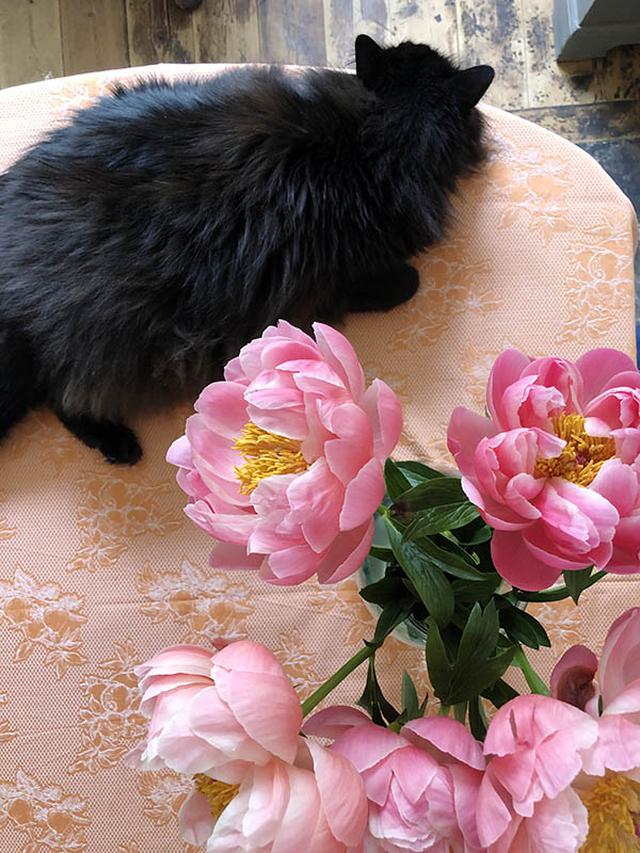 画像: ココは、花を飾るとすぐに花の横に座り、まったり
