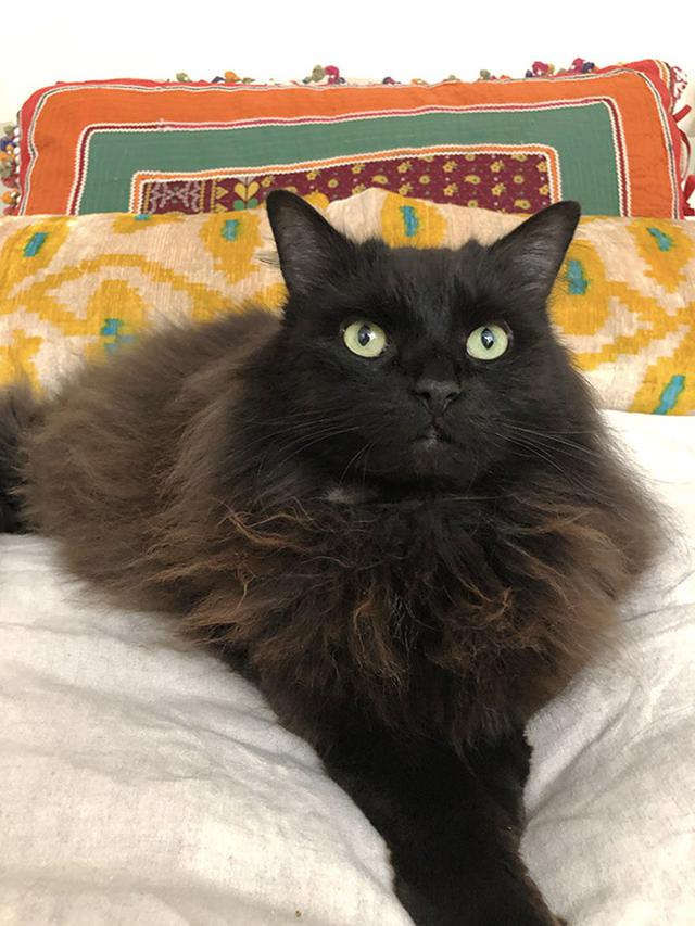 画像1: 保護されるのは犬と猫だけではありません
