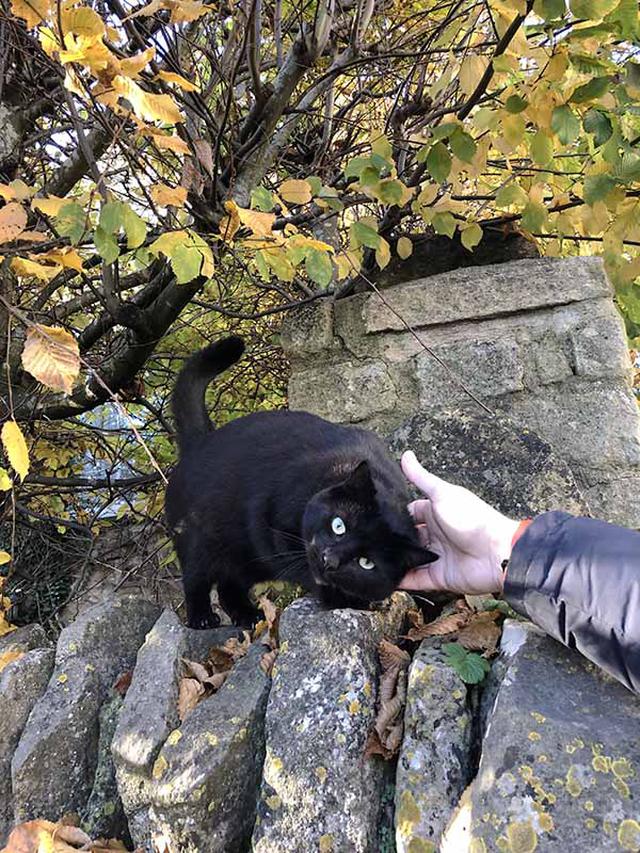 画像: 散歩中に出合ったご近所の猫。夫は引き込まれるようにスキンシップを挑む