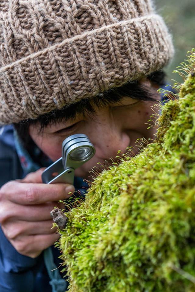 画像: 茎と葉があるこけ(植物体)を見ているところ