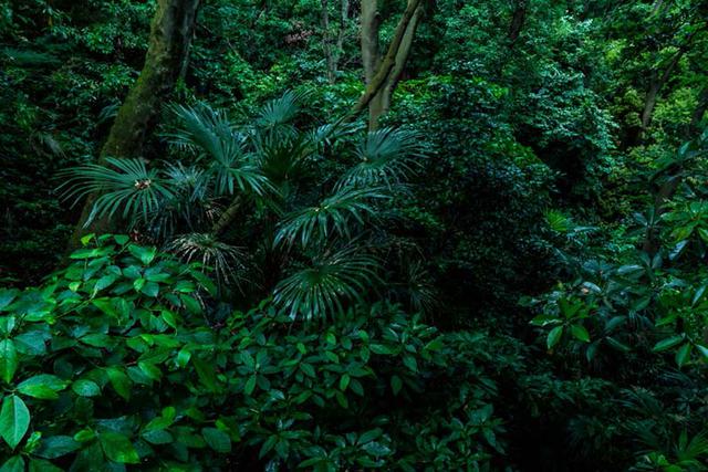 画像: 近所の裏山にて。形も色もさまざま。多様性が織りなす美しさです