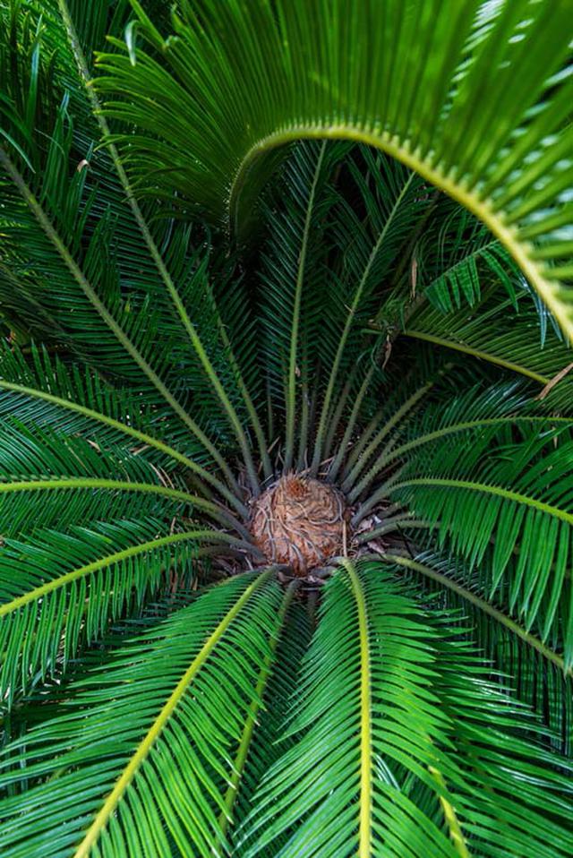 画像: 恐竜がいた時代に栄えていた植物の生き残り、裸子植物のソテツ。雌雄異株で、写真は雌花です