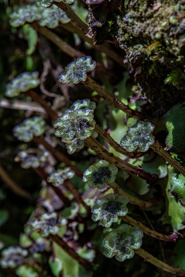 画像: ゼニゴケの雄株。お花のような形の雄器託(ゆうきたく)は、精子をつくる器官に柄がついたものです