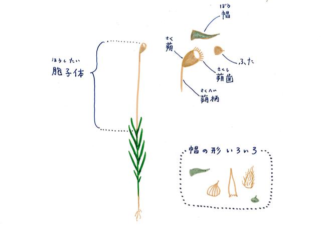 画像1: 胞子体はこけの種類を見分ける手がかり