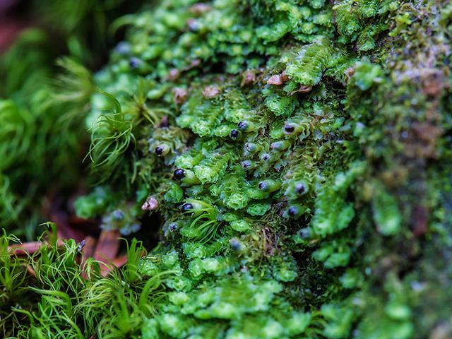 画像2: 苔類の胞子体の特徴