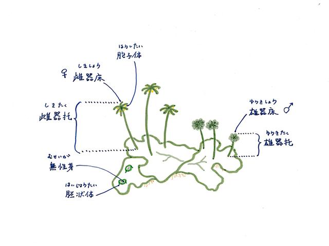画像1: 苔類の胞子体の特徴