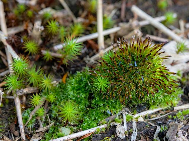 画像: 糞ゴケに虫がとまっている瞬間を撮れました!