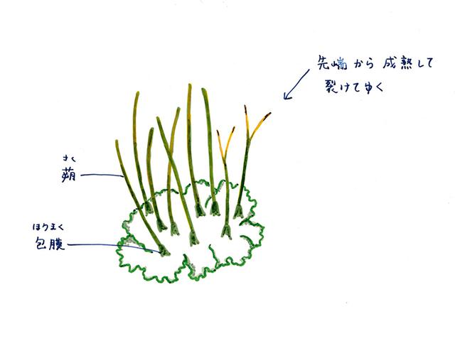 画像: ツノゴケ類の胞子体の特徴