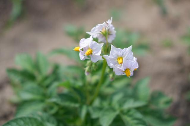 画像: 畑で咲いたじゃがいもの花