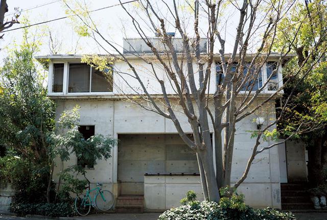 画像: 42年前、この家を建てたときに植えたケヤキの木。時がたち、7本がまるで一本の大木のように寄り添った。「七人の侍」と阿部さんは呼ぶ