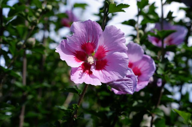 画像: 庭に咲いたムクゲの花