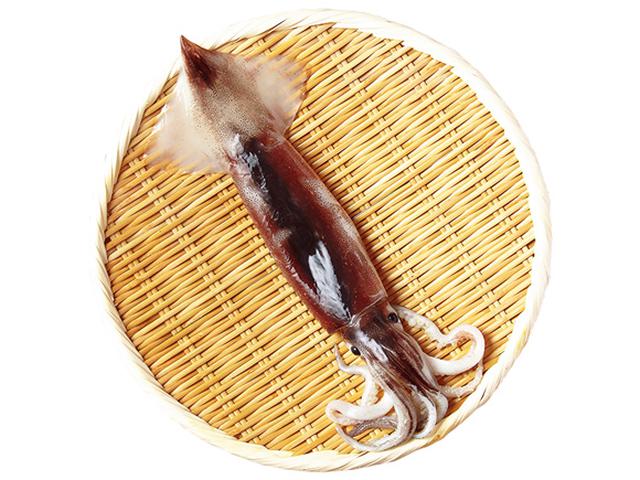 画像: いか 旬 7~11月