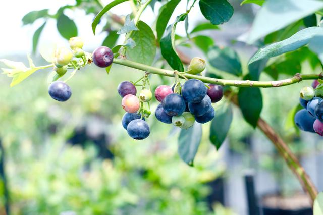 画像: ブルーベリーの実。このまま花瓶に挿してもかわいいね!と、友達と大はしゃぎ。
