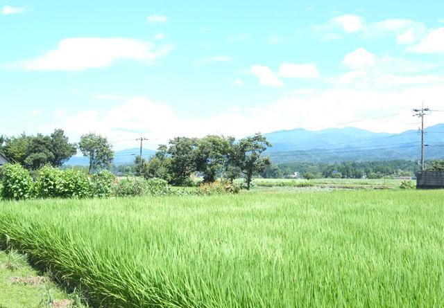 画像: 長い梅雨が明けたら北陸に猛暑が。お米が無事に稔りますように。