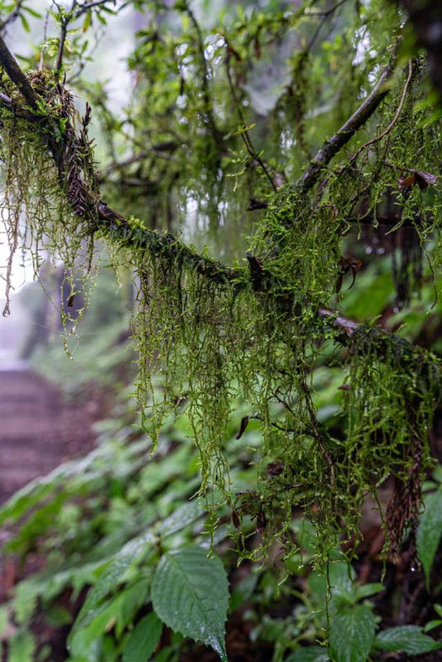 画像: キヨスミイトゴケの名の由来は千葉県の清澄山