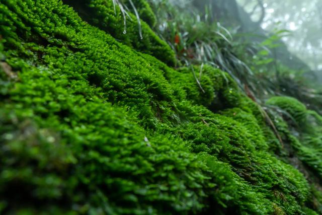 画像: 大きな岩の上の方まで覆い尽くすこけの葉をつたって、雨水がしたたり落ちてきます