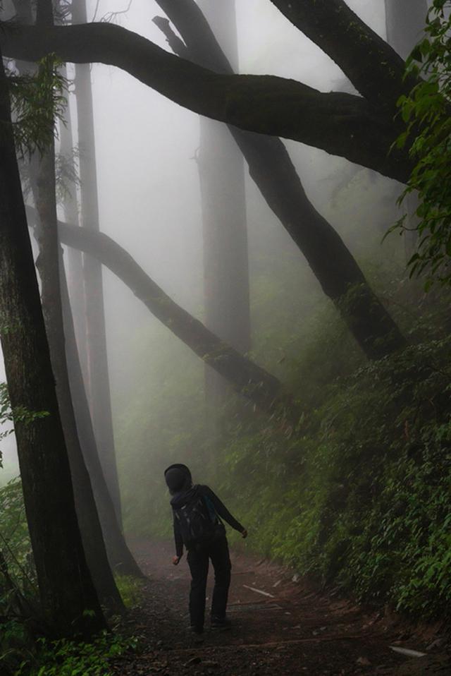 画像: 山道の霧で霞む幻想的なスギの木