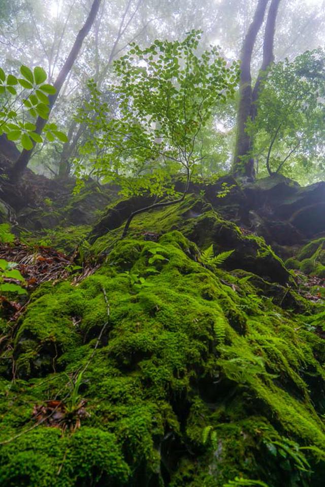 画像: 変化に富む自然の中では多様性が生まれます