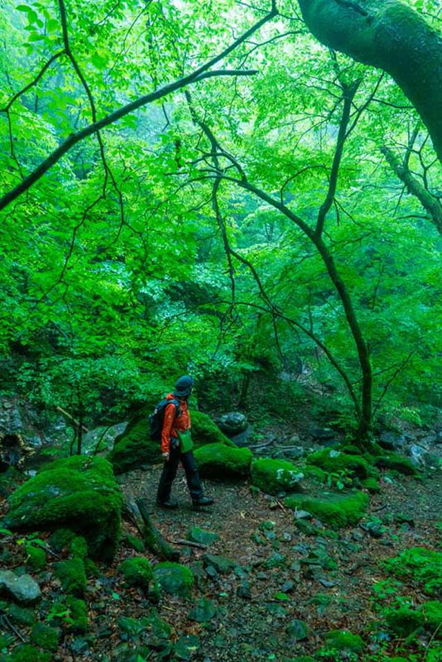 画像: 渓流沿いの道では岩という岩が苔むしており、頭上の木の葉の色とあいまって、空気までが緑色に染まって見えました