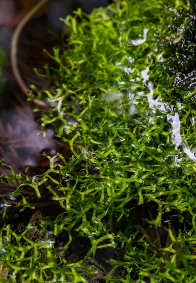 画像: よく見ると、水面だけでなく水際の地面にもウキゴケが