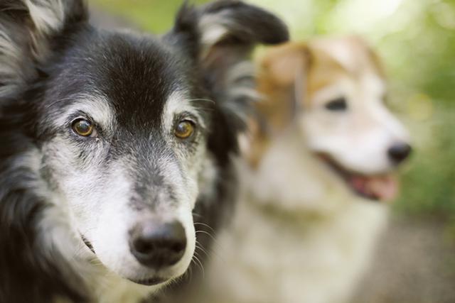 画像: “ペットショップに犬はいない” ポートランドの保護犬事情