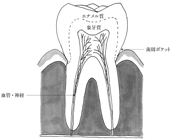 画像: まずは歯の状態をチェック