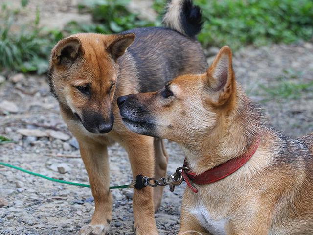 画像: 動物も被災時にはストレスがたまります。可能であれば自宅避難で一緒に過ごしましょう