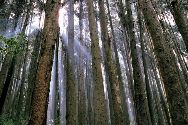画像1: 「杉林溪(すぎばやしけい)」で、湖遊びと森林浴!