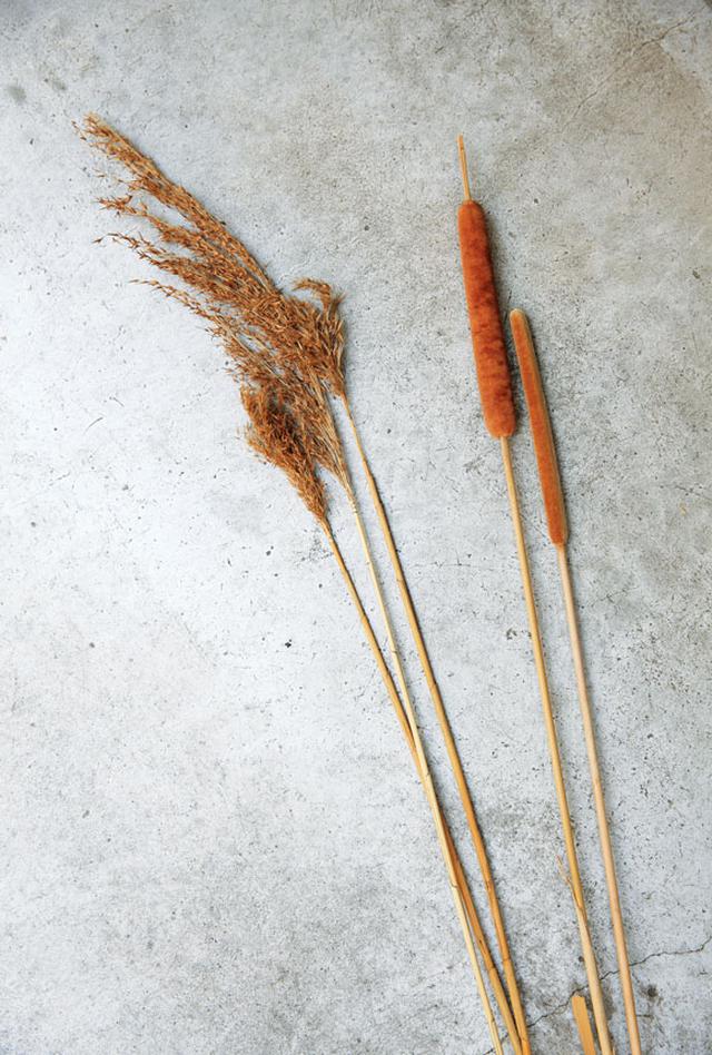 画像: すだれの原料となる蒲(右)と葭(左)。蒲は茎の中が詰まっていて強度があり、葭は中が空洞のため空気の層ができ断熱効果が高い