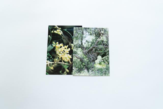 画像: 写真は、オリーブの花と木のフラワーカード。谷口さんのセッションでは、このカードリーディングによって、ピンときたフラワーエッセンスを選ぶプログラムも年に数回実施されています(スケジュールは随時谷口さん公式サイトにアップされます)
