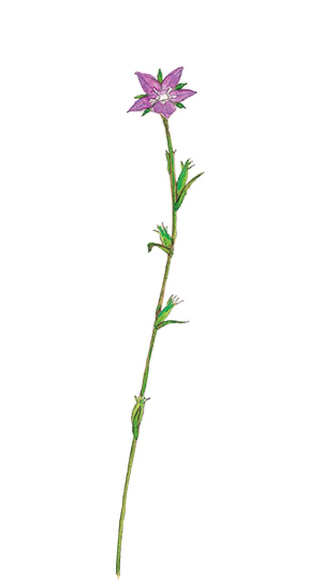 画像6: 楽しい「みちくさ」道端の植物図鑑|植物生態学者・多田多恵子さんと多摩川を歩く