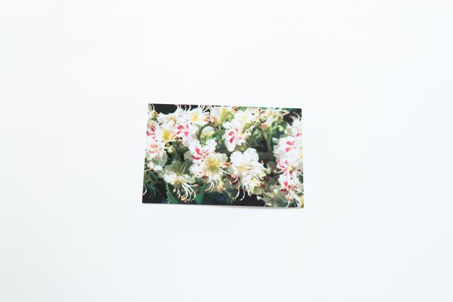 画像: 写真は、ホワイトチェストナットの花。和名は「セイヨウトチノキ」。 「ホワイトチェストナットの花の中心部は、受粉前は黄色ですが、終わると赤色に変化します」(谷口)