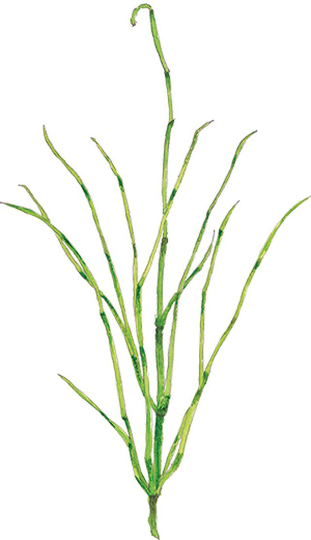 画像4: 楽しい「みちくさ」道端の植物図鑑|植物生態学者・多田多恵子さんと多摩川を歩く