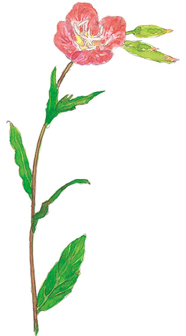 画像5: 楽しい「みちくさ」道端の植物図鑑|植物生態学者・多田多恵子さんと多摩川を歩く