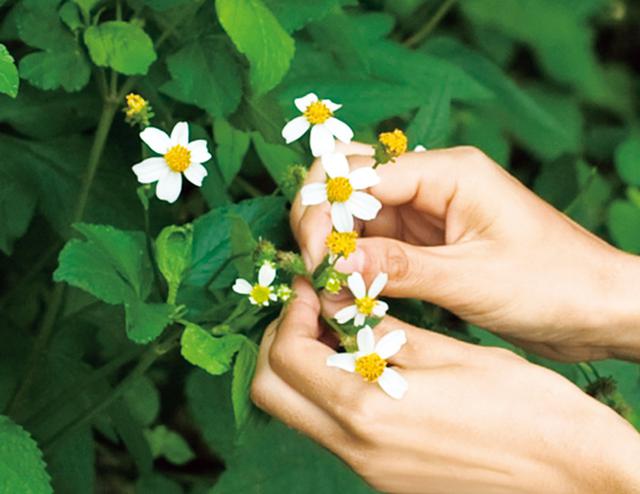 画像: 草は、根っこを残して摘む。花の開き具合をよく見て、草の柔らかさや感触などを指先で感じながら一枚ずつ、ていねいに