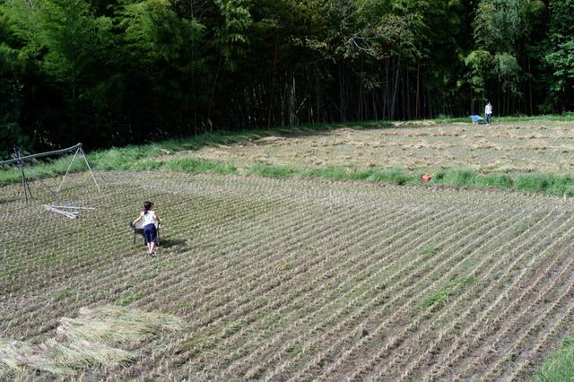画像: 収穫した稲の束を、友人の子どもたちが運んでくれています