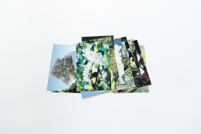 画像: 写真は、38種類のバッチフラワーエッセンスの花のカード。カードの中から直観に従って引いたり、飲んでいるフラワーエッセンスの植物の姿を見たり、いろいろな活用ができます。 *フラワーエッセンスを取り扱うオンラインショップ等で購入可能です。