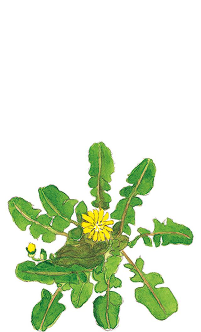 画像16: 楽しい「みちくさ」道端の植物図鑑|植物生態学者・多田多恵子さんと多摩川を歩く