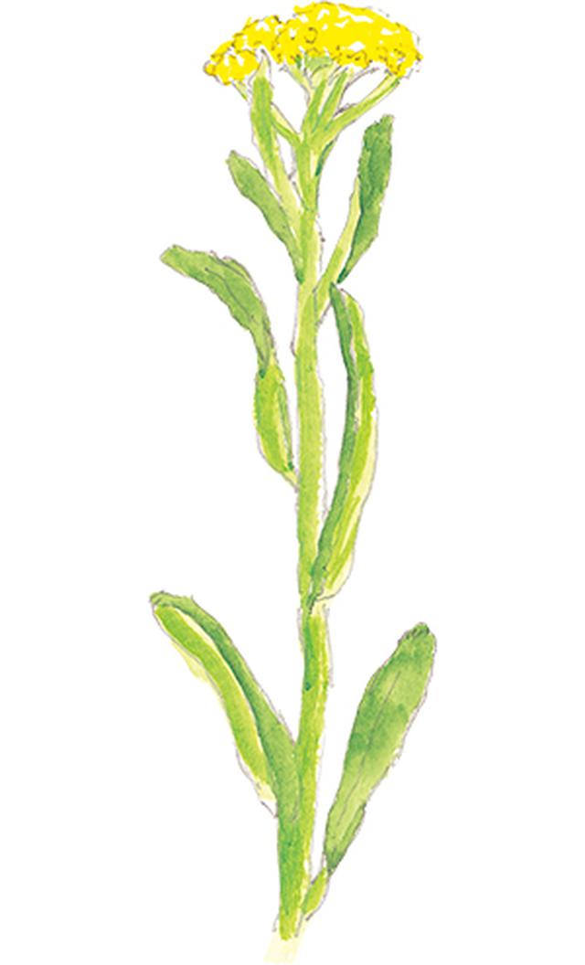 画像15: 楽しい「みちくさ」道端の植物図鑑|植物生態学者・多田多恵子さんと多摩川を歩く