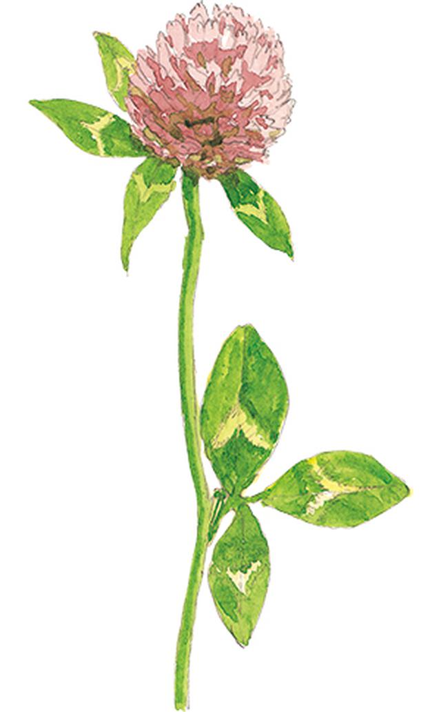 画像14: 楽しい「みちくさ」道端の植物図鑑|植物生態学者・多田多恵子さんと多摩川を歩く