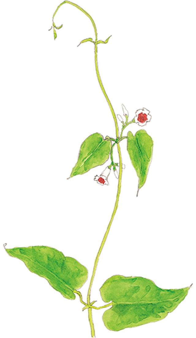 画像18: 楽しい「みちくさ」道端の植物図鑑|植物生態学者・多田多恵子さんと多摩川を歩く