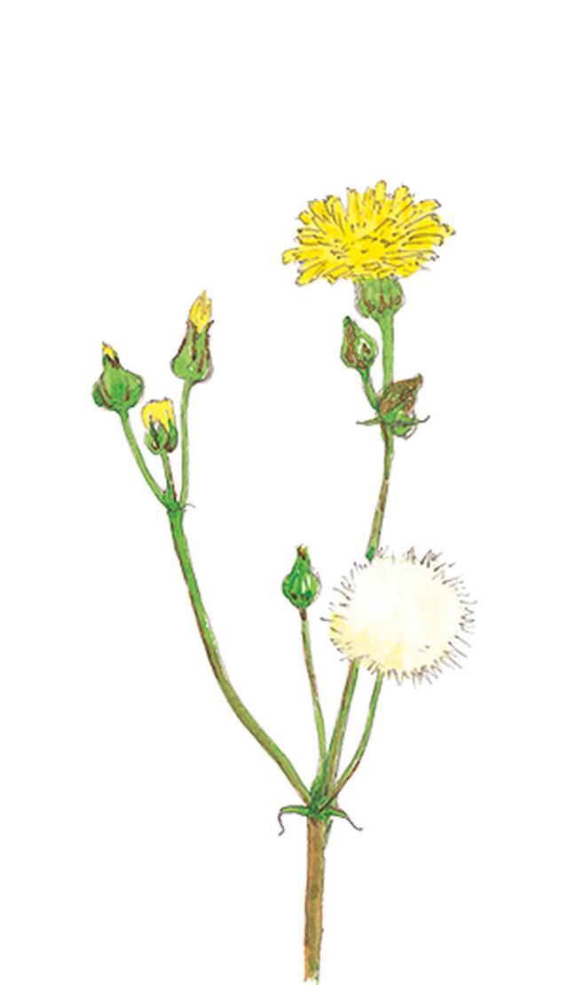 画像3: 楽しい「みちくさ」道端の植物図鑑|植物生態学者・多田多恵子さんと多摩川を歩く