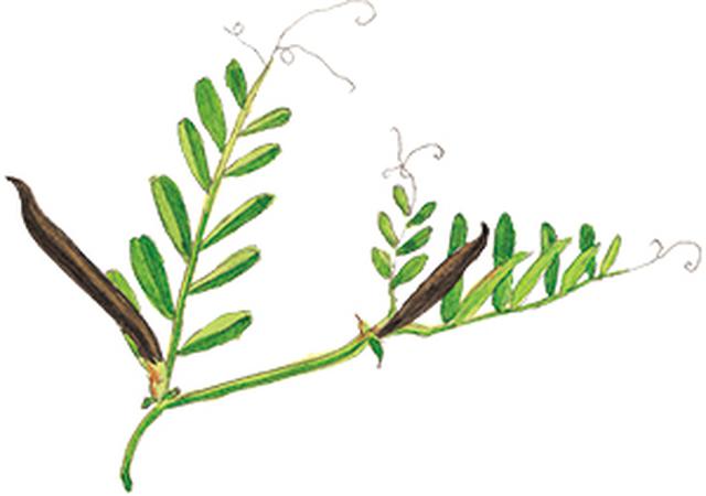画像22: 楽しい「みちくさ」道端の植物図鑑|植物生態学者・多田多恵子さんと多摩川を歩く