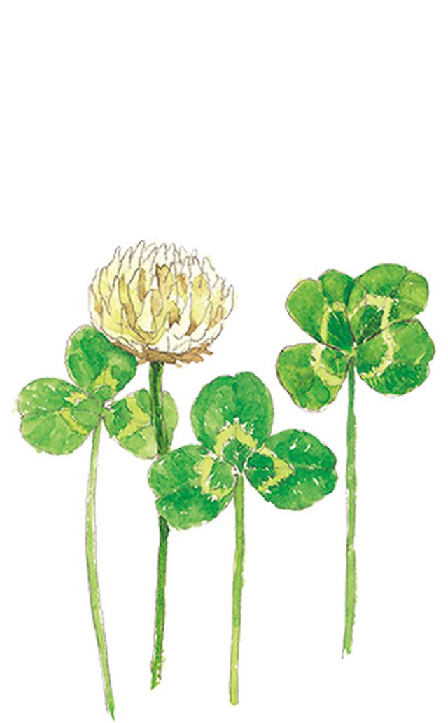 画像13: 楽しい「みちくさ」道端の植物図鑑|植物生態学者・多田多恵子さんと多摩川を歩く
