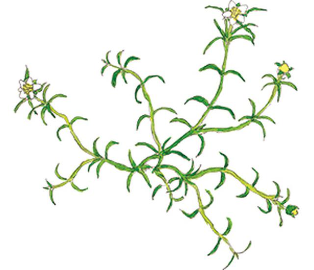 画像20: 楽しい「みちくさ」道端の植物図鑑|植物生態学者・多田多恵子さんと多摩川を歩く
